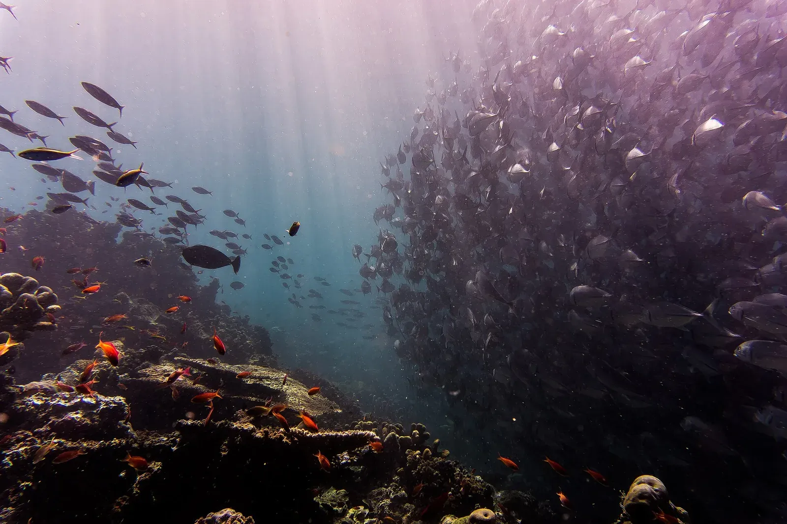 A dense school of silver fish wheels over the reef edge at Sipadan, sunlight slanting down through the water
