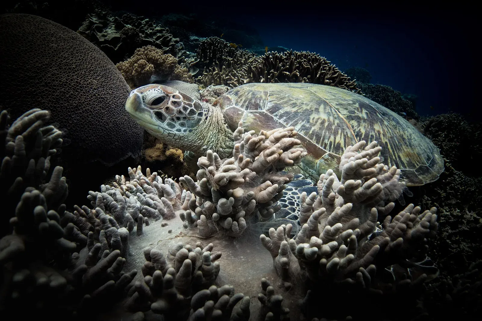 A green sea turtle rests among finger-like soft corals beside a brain coral at Apo Island.