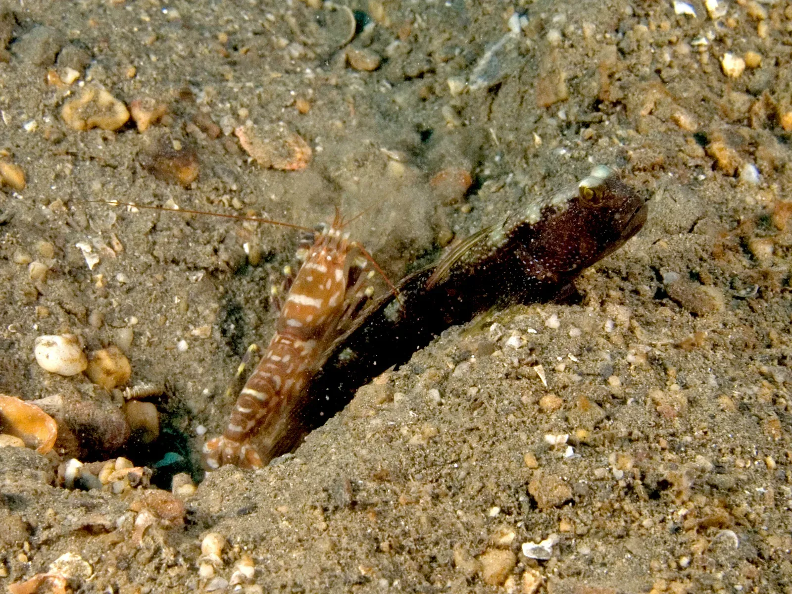 A banded snapping shrimp with one enlarged claw beside its goby partner at a burrow mouth in coarse sand