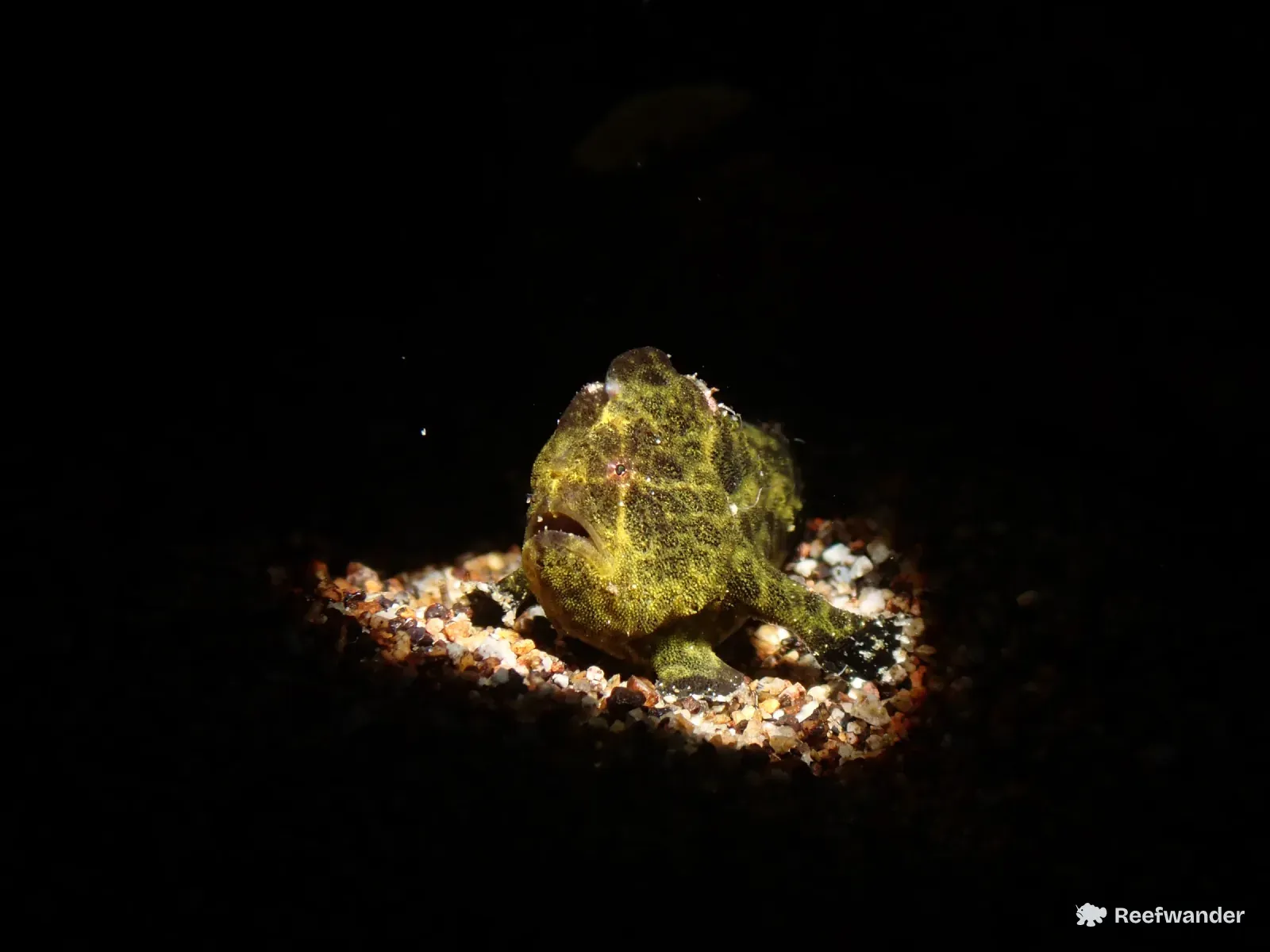 A yellow-green frogfish in Dauin on a small spotlit patch of sand, the background left black by a snooted light.