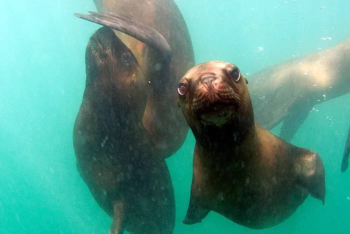 Two South American sea lions swim right up to the lens in murky green water, one staring straight into the camera, a third animal behind them