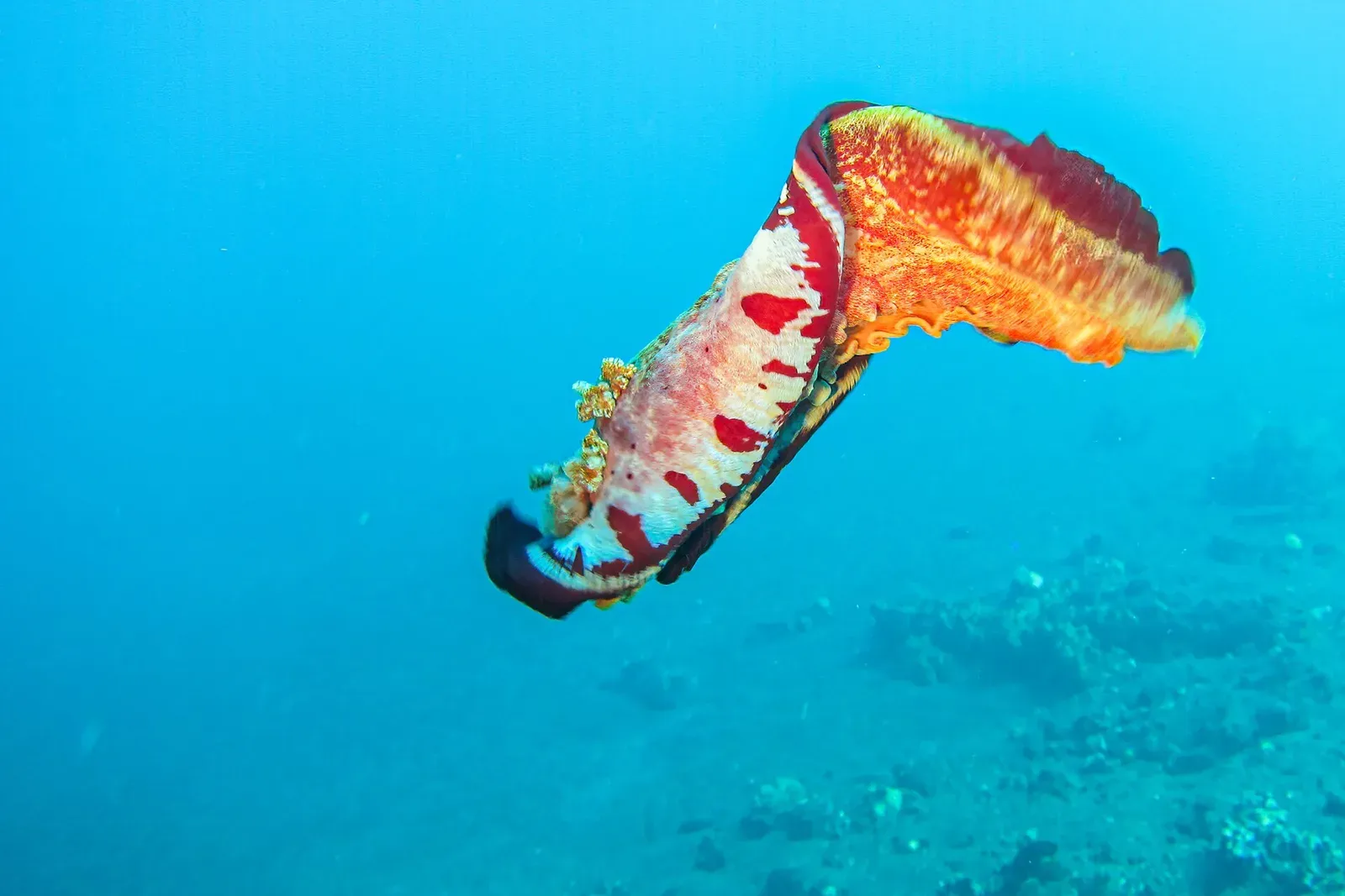A red-and-white Spanish dancer swims in open blue water above the reef, its mantle edges rippling like a skirt.