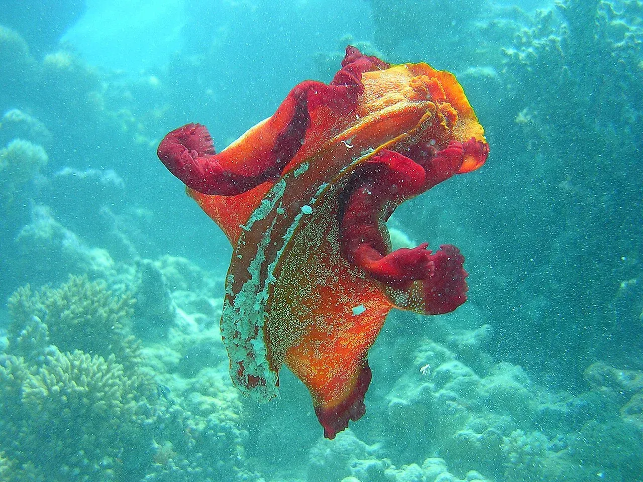 A Spanish dancer nudibranch swimming free above a reef, red mantle edges unfurled
