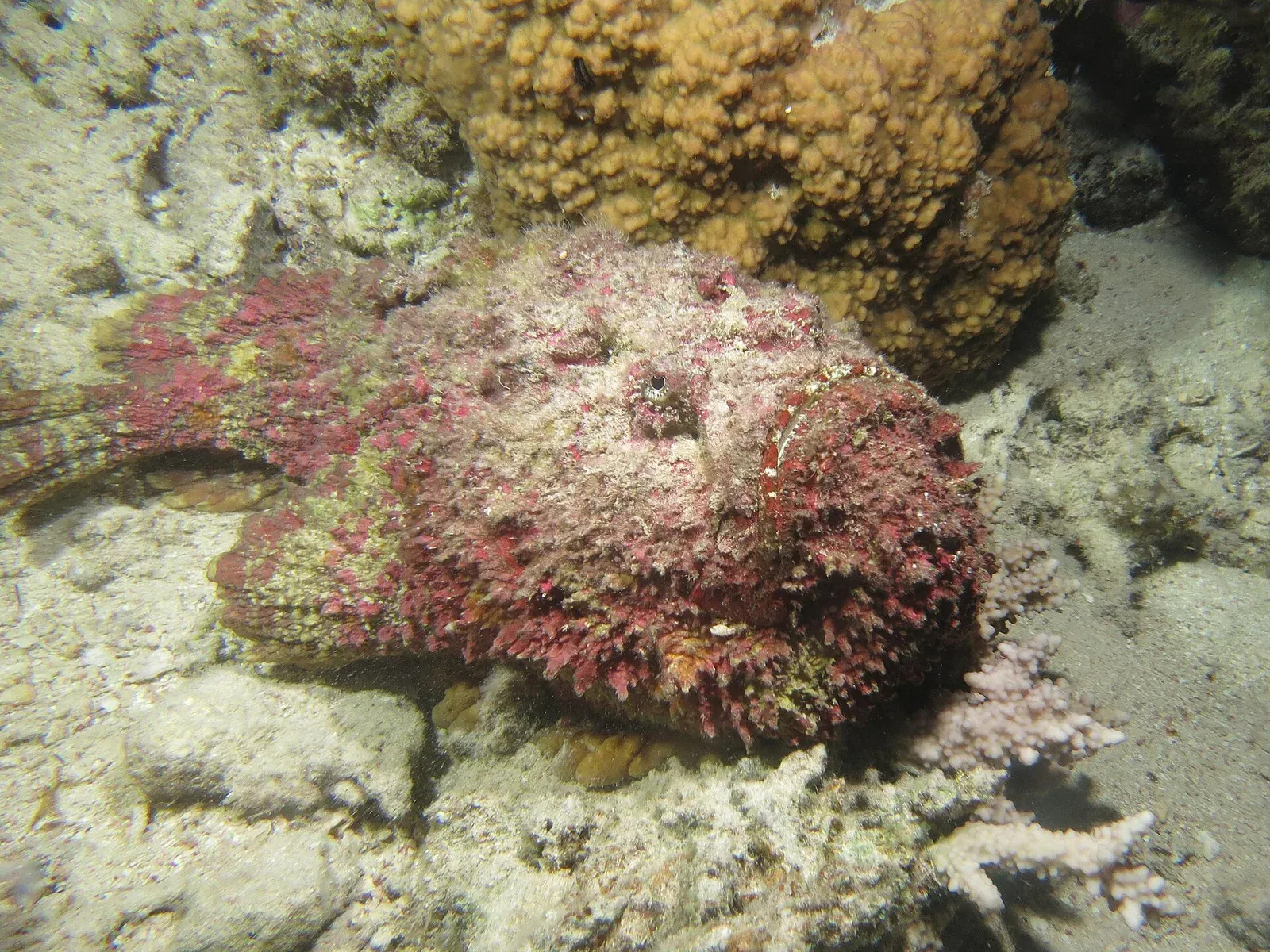 A reef stonefish photographed at night, its algae-covered mottled body almost indistinguishable from the coral rubble around it