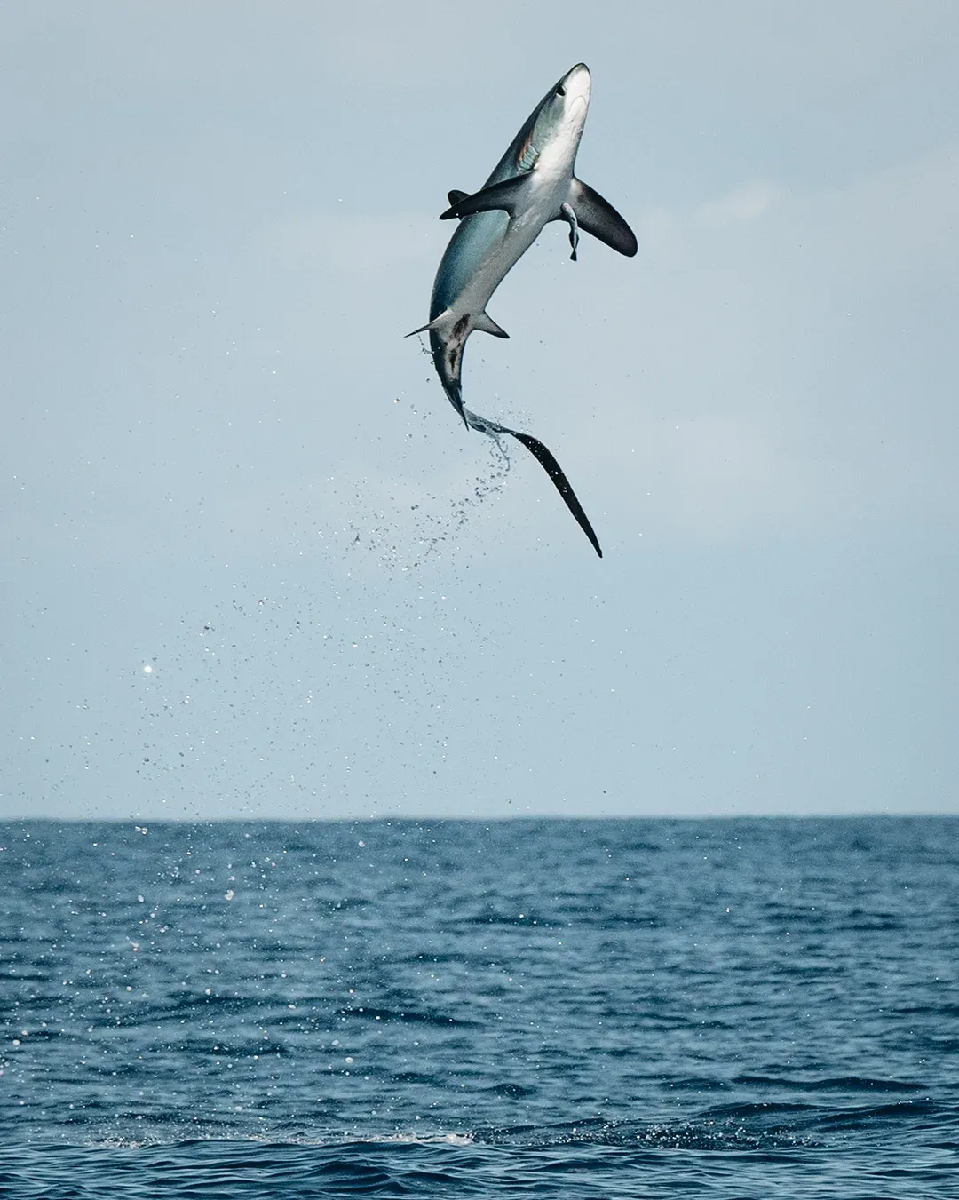 A thresher shark fully clear of the water mid-breach, whip-like tail trailing spray, a dislodged remora falling beside it