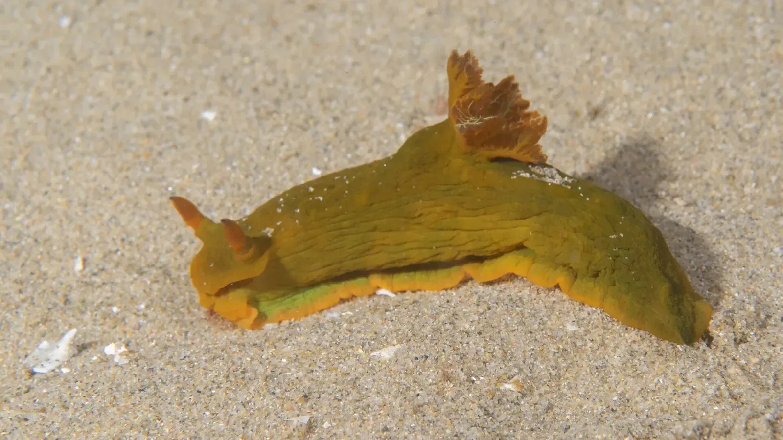 A mustard-yellow Tambja dracomus nudibranch with an orange gill plume and rhinophores crawls over pale sand.