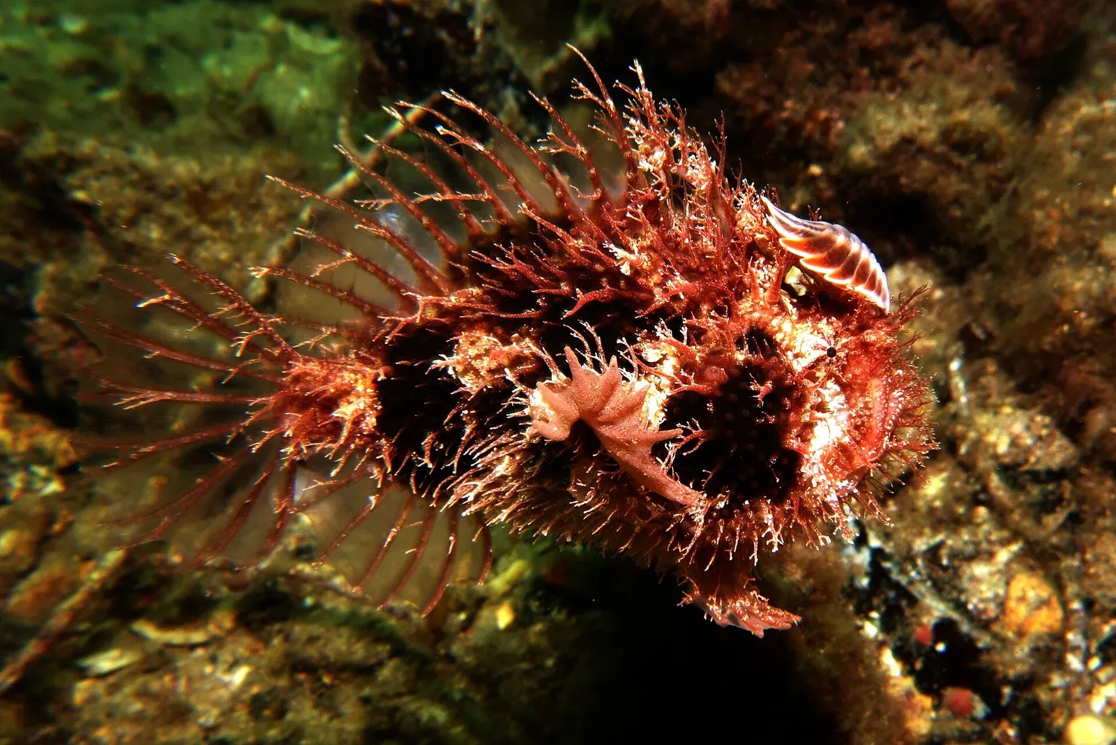 A reddish tasselled anglerfish covered in fine branching tassels sits on a weedy rock.