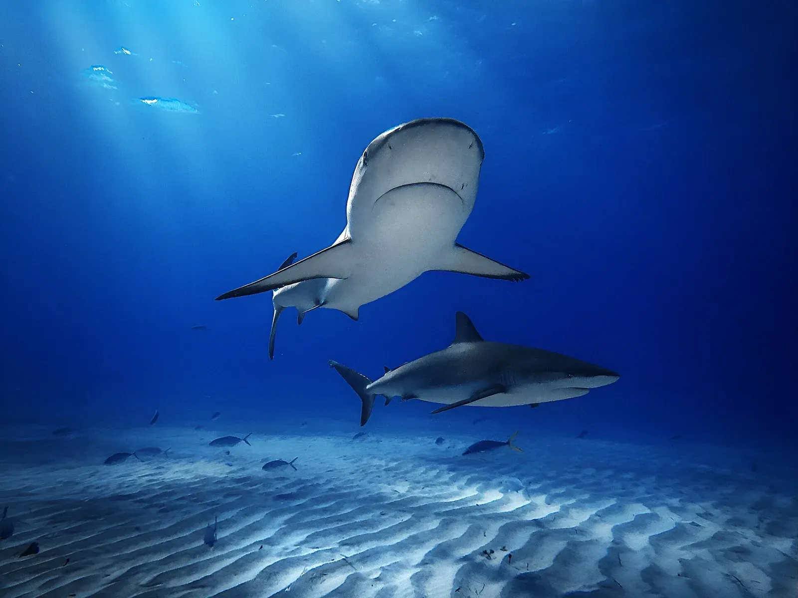 Two Caribbean reef sharks swim over rippled white sand under sunbeams at Tiger Beach in the Bahamas.