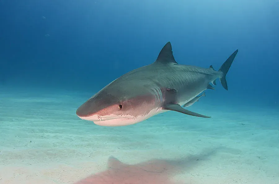 A tiger shark with faint dark bars on its flank cruising over rippled white sand in shallow blue water at Tiger Beach