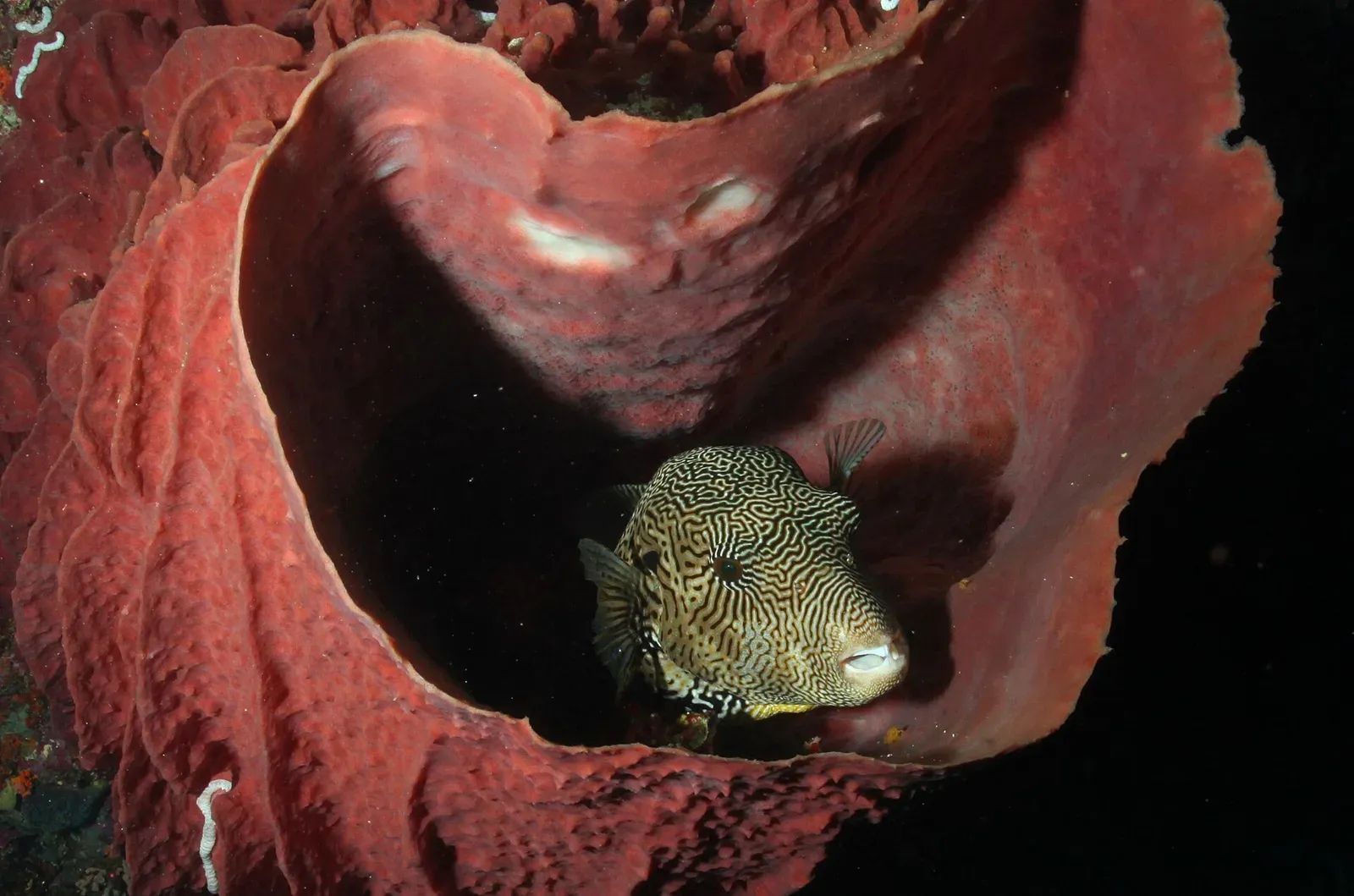 A map pufferfish resting inside the red bowl of a giant barrel sponge