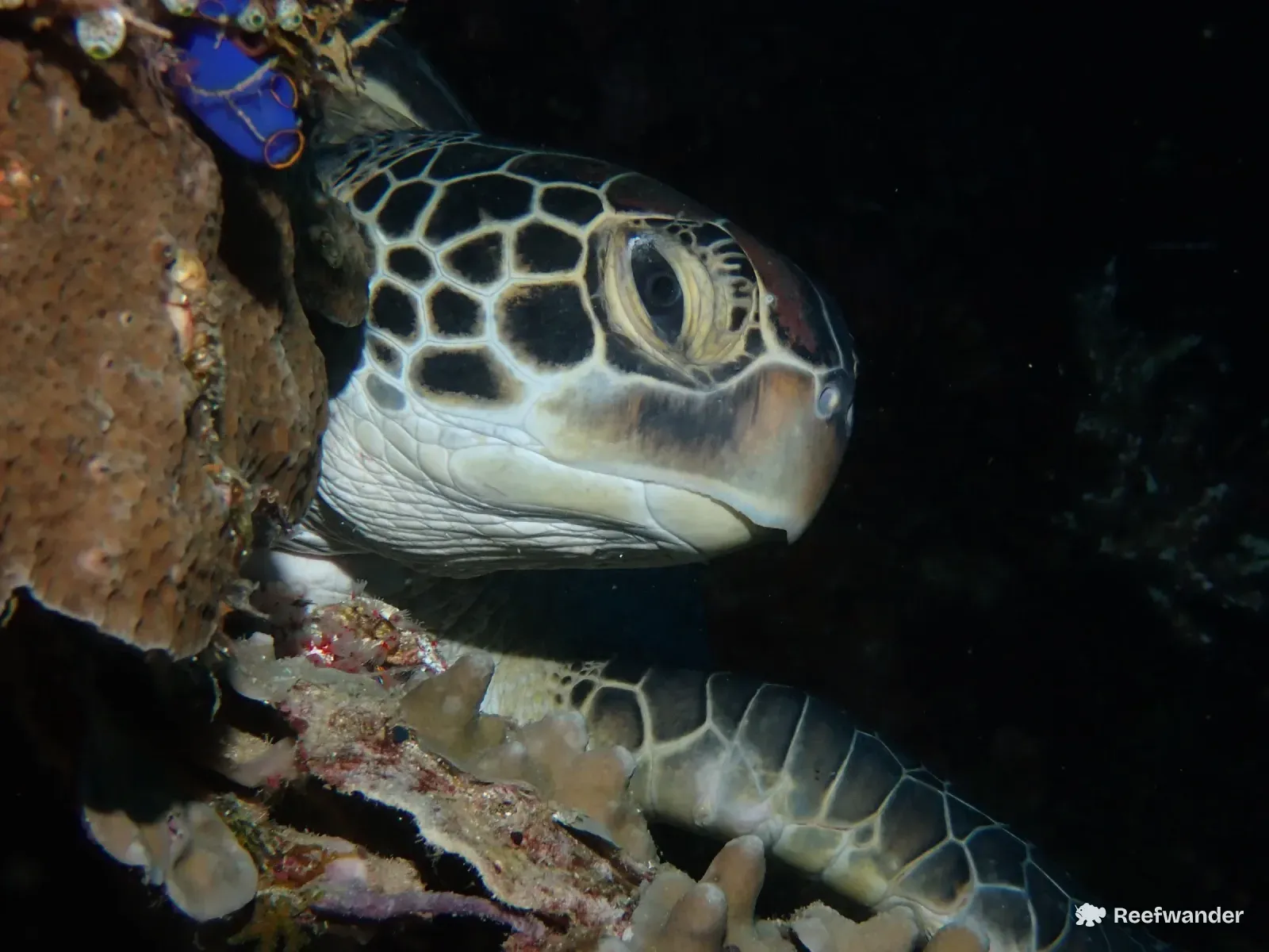 A green sea turtle rests beside a sponge-covered rock, its scaled head and short, rounded beak seen in profile.