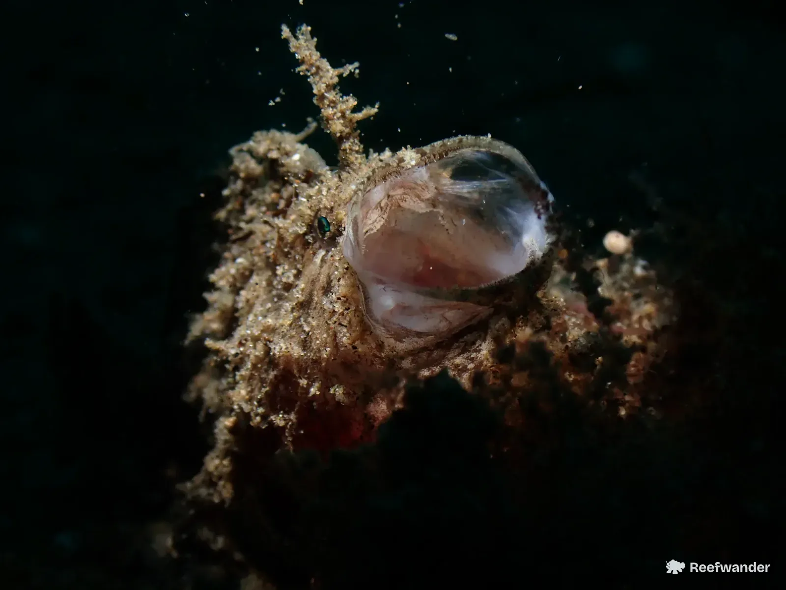 A sand-dusted frogfish in Dauin opens its mouth into a wide translucent bowl, its lure rod raised above its head.